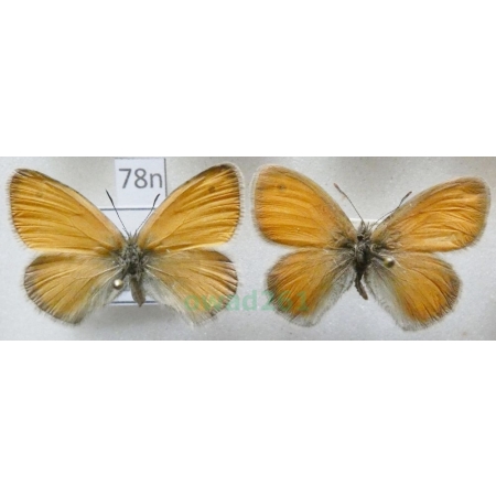 Coenonympha pamphilus (Linnaeus, 1758) pair Strzępotek ruczajnik Czech78n